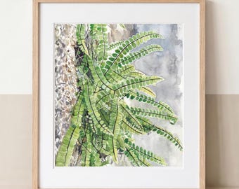 Aus Stein wachsend – Asplenium trichomanes | Hochwertiger Kunstdruck