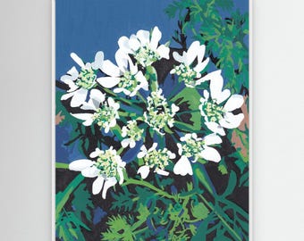 Gerahmter Leinwanddruck – Orlaya | Botanisches Wandbild mit weißer Spitzenblume | Botanische Kunst | Naturinspirierte Leinwanddekoration