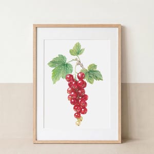 Framed Fine Art Giclée print of my original botanical watercolor painting featuring a cluster of ripe red currants (Ribes rubrum) hanging from a branch with fresh green leaves. Inspired by the fruit growing in my own garden, this hand-painted botanical illustration celebrates the beauty of edible plants and seasonal harvests. Professionally printed on museum-quality Hahnemühle archival paper, hand-signed, and perfect for kitchen décor, cottage homes, garden lovers and botanical art collections.
