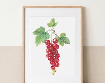 Rubinrote Johannisbeeren | Hochwertiger Kunstdruck
