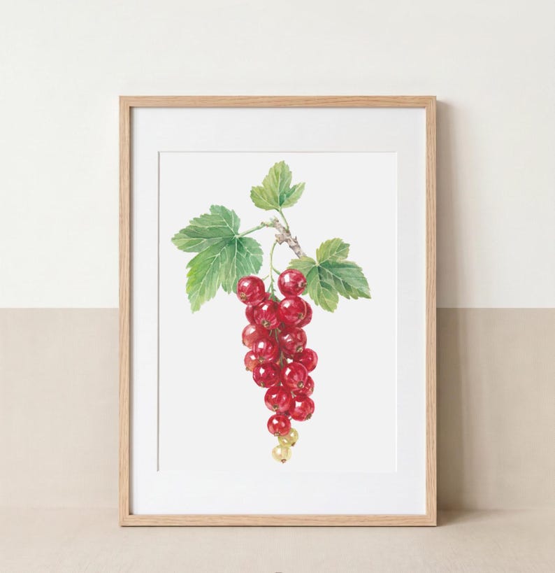 Framed Fine Art Giclée print of my original botanical watercolor painting featuring a cluster of ripe red currants (Ribes rubrum) hanging from a branch with fresh green leaves. Inspired by the fruit growing in my own garden, this hand-painted botanical illustration celebrates the beauty of edible plants and seasonal harvests. Professionally printed on museum-quality Hahnemühle archival paper, hand-signed, and perfect for kitchen décor, cottage homes, garden lovers and botanical art collections.