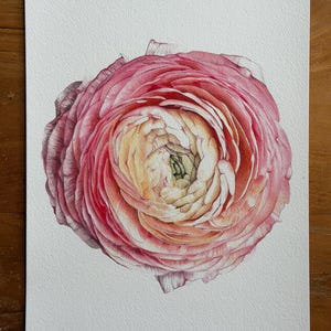 May include: A detailed watercolor painting of a single ranunculus flower on white paper. The flower features densely layered petals transitioning from a soft, pale yellow center to vibrant shades of pink and deep magenta at the outer edges.