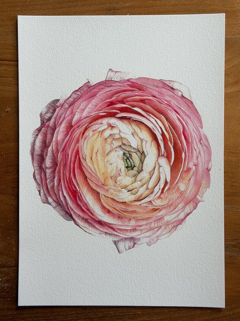 May include: A detailed watercolor painting of a single ranunculus flower on white paper. The flower features densely layered petals transitioning from a soft, pale yellow center to vibrant shades of pink and deep magenta at the outer edges.