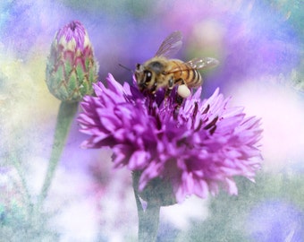 Busy Little Honey Bee on a Beautiful Purple Flower Fine Art Photographic Print in Various Sizes