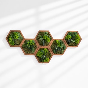 May include: A wall-mounted arrangement of five connected hexagonal wooden frames containing preserved green moss and small dark green leaves. The moss displays various shades of vibrant and deep green, creating a textured, dense botanical display.