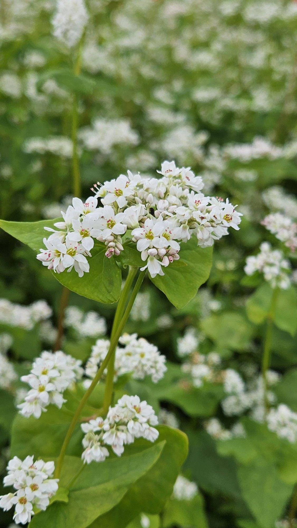 California buckwheat - Etsy 日本