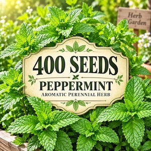 400 Peppermint Seeds for Planting – Aromatic Perennial Herb
