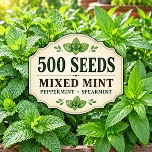 May include: A cream-coloured label with dark green text reading 500 SEEDS MIXED MINT PEPPERMINT + SPEARMINT, decorated with green mint leaf illustrations, positioned over a vibrant background of lush, green, textured mint plants in a garden.