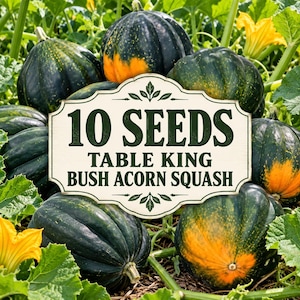 May include: A collection of dark green and orange acorn squash growing on vines with yellow flowers. A central white sign with decorative borders displays the text: 10 SEEDS TABLE KING BUSH ACORN SQUASH in dark green lettering.