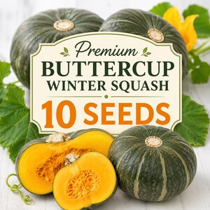Puede incluir: Un paquete de 10 semillas de calabaza de invierno Buttercup Premium con una etiqueta de texto verde oscuro sobre fondo crema. La imagen muestra varias calabazas enteras de color verde oscuro y una cortada que revela una pulpa naranja brillante.