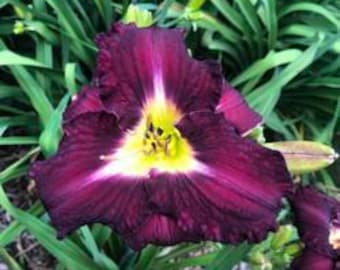 Hemerocallis ‘Joe Springer’ – Taglilie