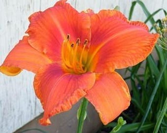 Alabama Jubilee Dayliliy