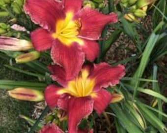 Hemerocallis ‘Adirondack Fire Breather’ – Lilia dzienna