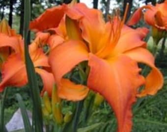 Hemerocallis ‘Primal Screme’ – Taglilie