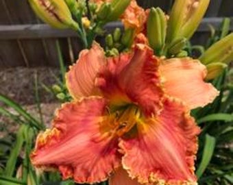 Hemerocallis ‘Fire in the Kitchen’ – Taglilie