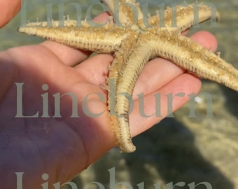 Fotografía de una estrella de mar al revés