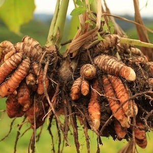 Peut inclure: Un groupe de rhizomes de curcuma fraîchement récoltés avec un intérieur orange-jaune vif et une peau rugueuse brun clair. Les racines noueuses sont couvertes de terre sombre et attachées à des tiges vertes, avec des racines fines et fibreuses.