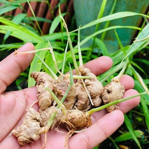 May include: A cluster of freshly harvested ginger rhizomes with light brown, knobby skin and thin, green sprouts emerging from the top. The ginger pieces are irregular in shape, showing fibrous textures and small root hairs attached to the base.