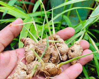 Biologische gemberwortelstokken voor opplant | Zingiber Officinale verse zaadwortel (tuinkweek)
