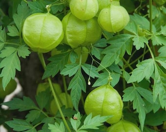 Biologisch gedroogde ballonwijnstok | Cardiospermum halicacabum | Volledig plantaardig kruid | Natuurlijk gedroogd kruid
