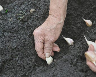 Bio Knoblauchzwiebeln zum Bepflanzen | Non-GMO Samen Gartennelken