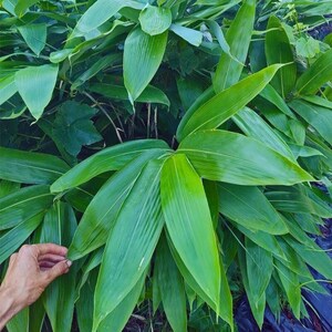 May include: A dense cluster of vibrant green, elongated, lance-shaped leaves with prominent parallel veins. The foliage is layered and overlapping, creating a lush, textured appearance with varying shades of bright and deep forest green throughout.