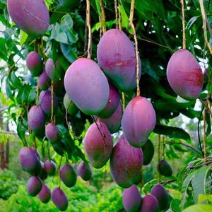 Puede incluir: Un racimo de mangos maduros colgando de la rama de un árbol. La fruta presenta una piel lisa con un degradado de tonos púrpura oscuro, magenta y verde. Los mangos son de forma ovalada y están suspendidos por tallos finos entre follaje verde.