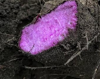 Organiczne korzenie fioletowego batatu do sadzenia | Bulwy nasienne batatu ube | Tropikalna jadalna roślina ogrodowa