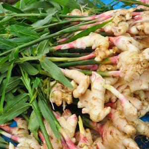 May include: A cluster of fresh ginger roots with light beige skin and pink-tinted nodes, attached to long, slender green stalks with narrow, pointed leaves. The ginger rhizomes are knobby and irregular, showing a mix of cream and pale pink hues.