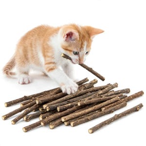 May include: A small orange and white kitten with blue eyes holds a thin brown wooden stick in its mouth while reaching out with one paw toward a scattered pile of similar brown wooden sticks on a plain white background.