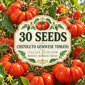 May include: A packet label for 30 Costoluto Genovese tomato seeds featuring a cream-coloured decorative frame with green text, surrounded by vibrant red, deeply ribbed heirloom tomatoes and green leaves on the vine in the background.