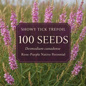 May include: A rectangular dark purple label with white text reading SHOWY TICK TREFOIL 100 SEEDS Desmodium canadense Rose-Purple Native Perennial, centered over a background of tall green stems with clusters of small rose-purple flowers.