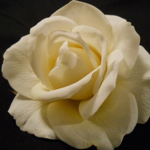 May include: A close-up of a cream-coloured rose with multiple petals. The rose is in full bloom, with a soft, textured appearance. The background is a solid black, which makes the rose stand out.