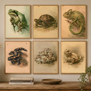 May include: A set of six framed wall art prints featuring vintage-style watercolor illustrations of a green frog, a brown turtle, a green chameleon, a black and orange salamander, a coiled snake, and a horned lizard on light-toned paper.