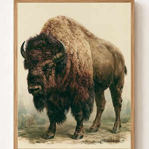 Dipinto vintage di bisonte / Stampa antica di bufalo americano (download digitale)