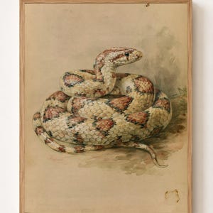 Può includere: Un dipinto ad acquerello incorniciato raffigurante un serpente avvolto su se stesso con squame color crema, marrone chiaro e bruno-rossastro. Il serpente è ritratto a riposo con la testa sollevata su uno sfondo neutro color pergamena.