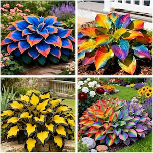 May include: A collage of four hosta plants with distinct foliage patterns. One features blue leaves with orange edges, another has rainbow-striped leaves, a third displays yellow leaves with black borders, and the fourth shows multi-colored striped leaves.