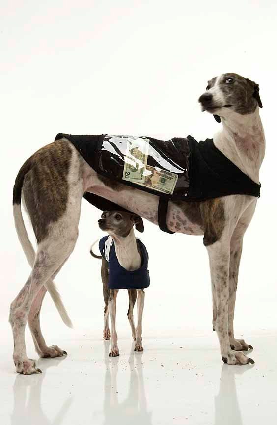 Canine Rescue Donation Coats Etsy