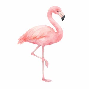 May include: A watercolor illustration of a pink flamingo standing on one leg. The bird features soft shades of light pink and coral feathers, a long curved neck, and a beak that transitions from a pale pink base to a dark black tip.