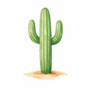 Peut inclure: Une illustration à l'aquarelle d'un cactus saguaro avec une colonne centrale haute et deux bras courbés vers le haut. Le cactus est représenté dans des tons de vert avec des côtes verticales et de petites épines sombres, posé sur un sol sableux beige.
