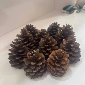 Piñas de pino naturales (paquete de 10) – Decoración de bosque seca sin pintar, suministros para manualidades