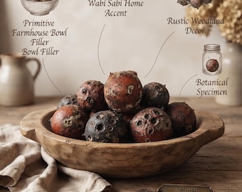 Natural Oak Galls | Primitive Farmhouse Bowl Filler, Rustic Woodland Decor