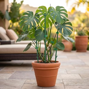 May include: A Monstera deliciosa plant with large, split, dark green leaves supported by a green Y-shaped trellis and secured with small green clips, all potted in a round, terracotta-colored planter with a smooth, matte finish.