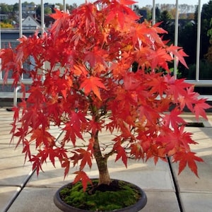 Outdoor bonsai - Etsy Schweiz