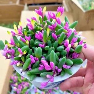 May include: A small, round succulent plant with vibrant green, pink, and yellow foliage. The plant is in a white and blue patterned ceramic pot, held by a hand. The succulent has small, oval-shaped leaves and delicate pink flowers.
