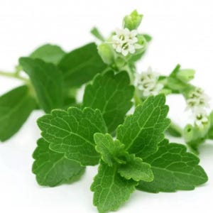 Stevia Rebaudiana (0,5 g) – Edulcorante natural. Semillas de hierbas para jardín doméstico. Más de 400 semillas.