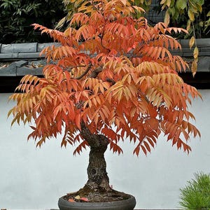 Peut inclure: Un bonsaï doté d'un tronc brun foncé épais et texturé, avec de nombreuses branches couvertes de feuilles pennées aux teintes orange et rouge vif. L'arbre est planté dans un pot en céramique circulaire gris foncé, peu profond et bordé.