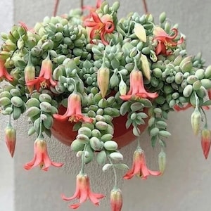 May include: A hanging succulent plant with cascading stems of rounded, pale green leaves. The plant features delicate, bell-shaped, coral-colored flowers. The pot is a reddish-brown color, and the background is a neutral gray.