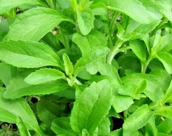Stevia Sweetleaf do sadzenia – naturalna roślina cukrowa do ogrodu, 250 nasion