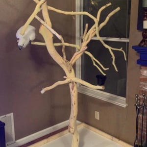 May include: A natural wooden bird perch with multiple branches for climbing and resting. The perch is mounted on a white base, and a white bird is perched on one of the branches. A black bowl is also attached to the perch.